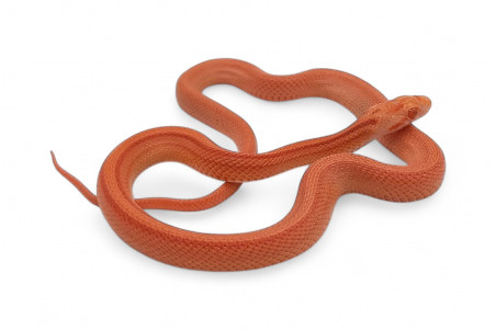 Pantherophis guttatus, tessera albinos stripe