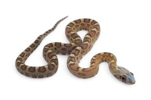 Pantherophis guttatus,...