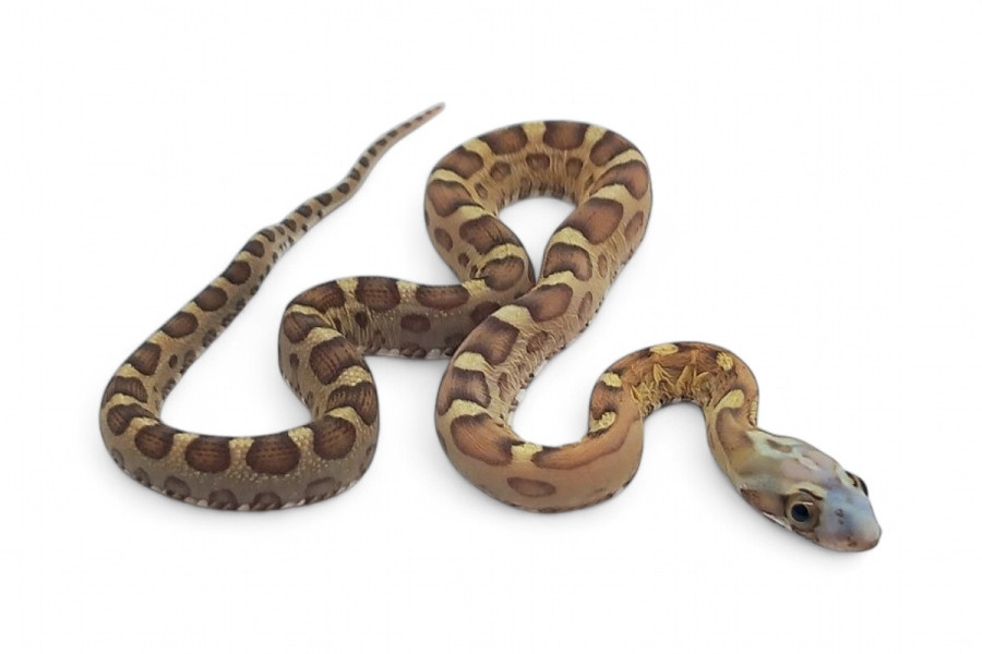 Pantherophis guttatus, scaleless caramel