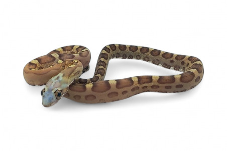 Pantherophis guttatus, scaleless caramel