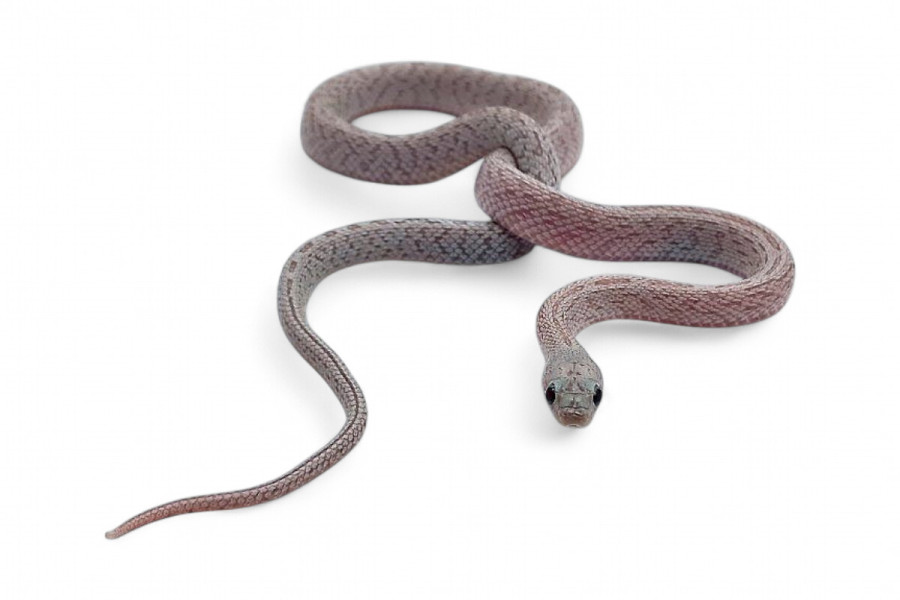 Pantherophis guttatus, tessera hypo shatter