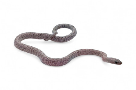 Pantherophis guttatus, tessera hypo shatter