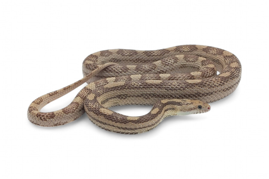 Pantherophis guttatus, hypo lavender, mâle adulte