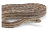 Pantherophis guttatus, hypo lavender, mâle adulte
