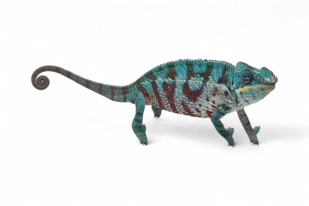 Furcifer pardalis, "Soanierana Ivongo"