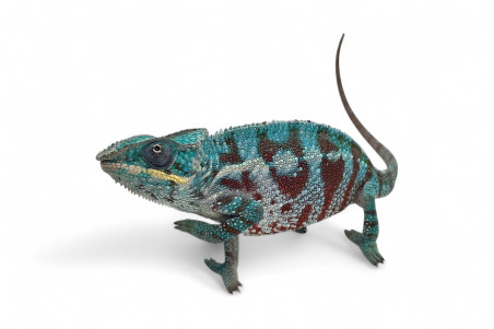 Furcifer pardalis, "Soanierana Ivongo"