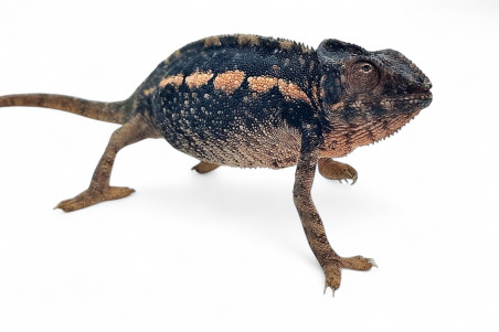 Furcifer pardalis, "Tamatave"
