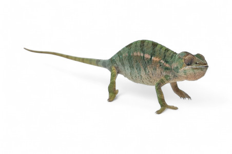 Furcifer pardalis, "Nosy Mitsio"