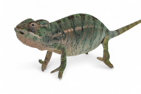 Furcifer pardalis, "Nosy Mitsio"