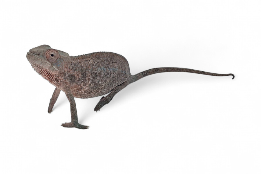 Furcifer pardalis, "Nosy Faly"