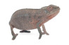 Furcifer pardalis, "Nosy Faly"