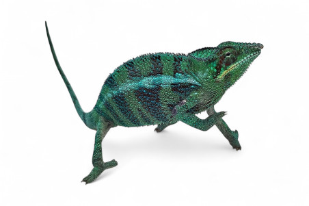 Furcifer pardalis, "Vohimana", mâle