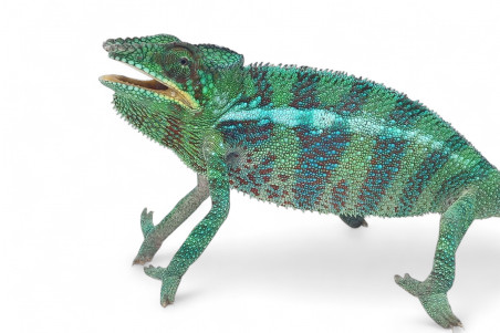 Furcifer pardalis, "Vohimana", mâle