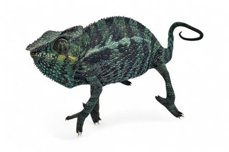 Furcifer pardalis, "Vohimana", mâle