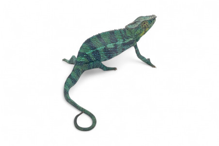 Furcifer pardalis, "Vohimana", mâle