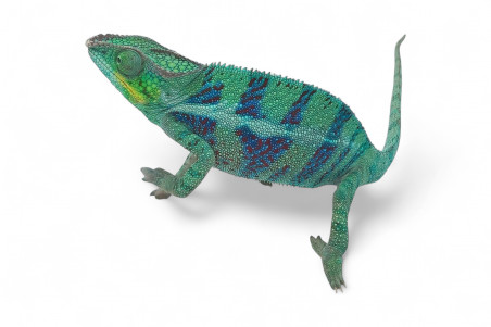 Furcifer pardalis, "Ankify", mâle adulte