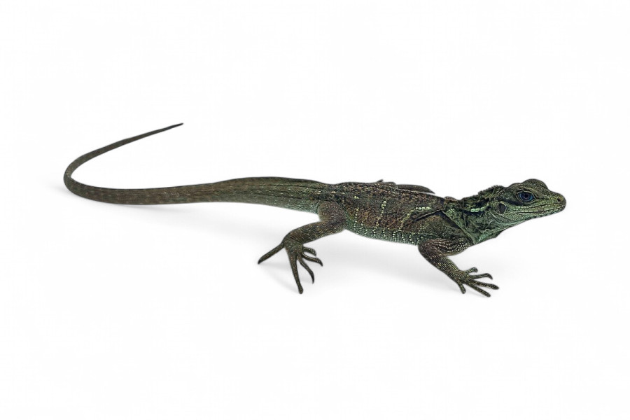 Hydrosaurus weberi, sub-adultes