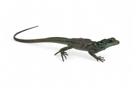 Hydrosaurus weberi, sub-adultes