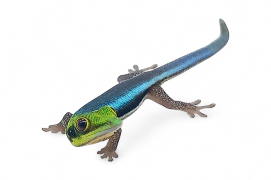 Phelsuma klemmeri