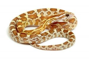Pantherophis guttatus, golddust