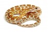 Pantherophis guttatus, golddust