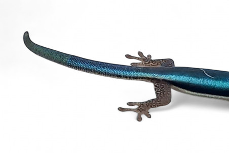 Phelsuma klemmeri
