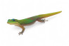 Phelsuma l. laticauda, sub adulte NC