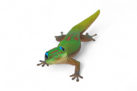 Phelsuma l. laticauda, sub adulte NC