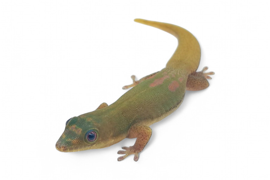 Phelsuma l. laticauda, sub adulte NC