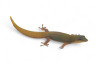 Phelsuma l. laticauda, sub adulte NC