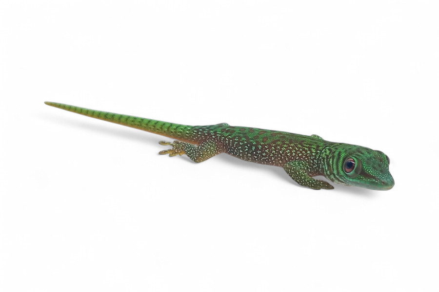 Phelsuma kochi, juvénile NC