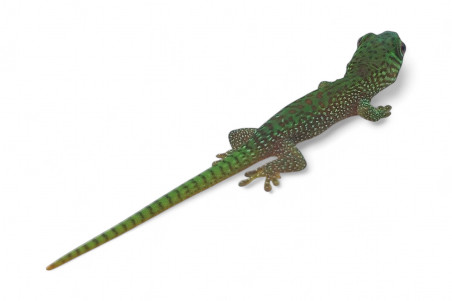 Phelsuma kochi, juvénile NC