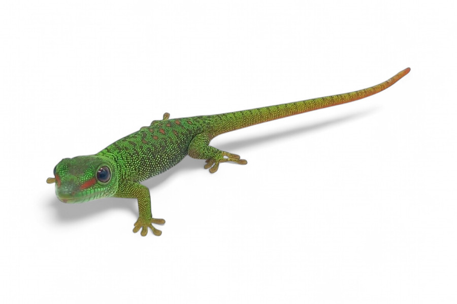 Phelsuma grandis, juvénile NC