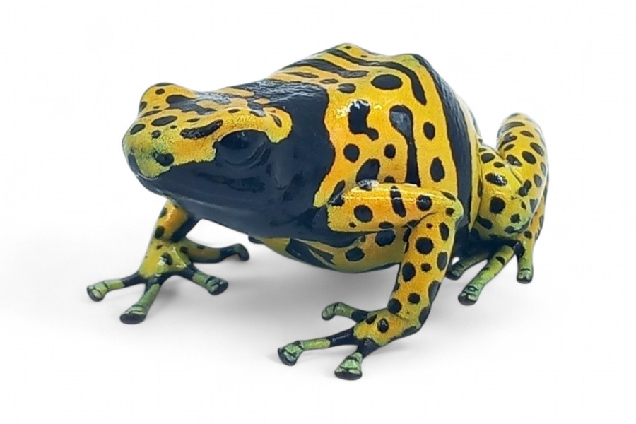 Dendrobates leucomelas, Bolivar