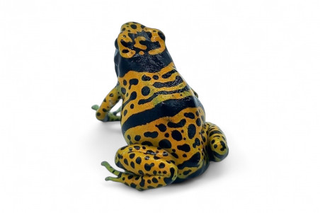 Dendrobates leucomelas, Bolivar