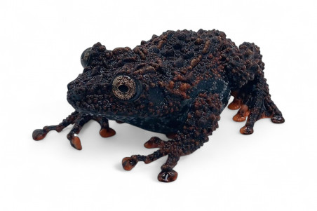 Theloderma leporosum