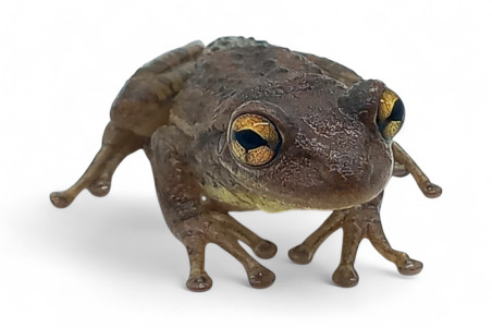 Osteopilus septentrionalis