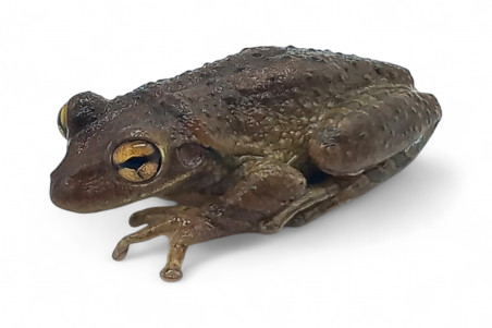 Osteopilus septentrionalis