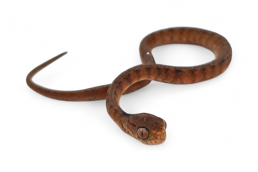 Pareas carinatus, juvénile