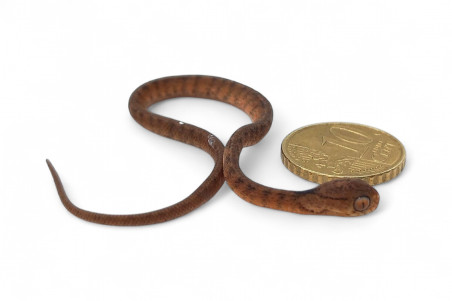 Pareas carinatus, juvénile