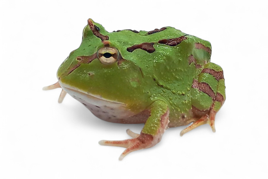 Ceratophrys fantaisy