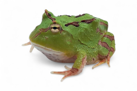 Ceratophrys fantaisy