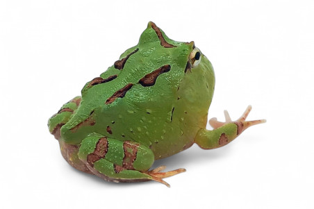 Ceratophrys fantaisy