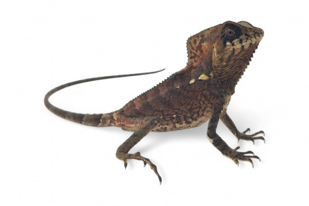 Corytophanes cristatus