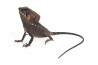 Corytophanes cristatus