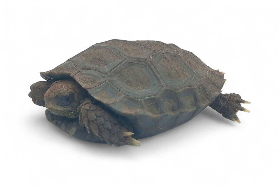 Manouria emys phayrei