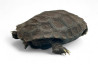Manouria emys phayrei