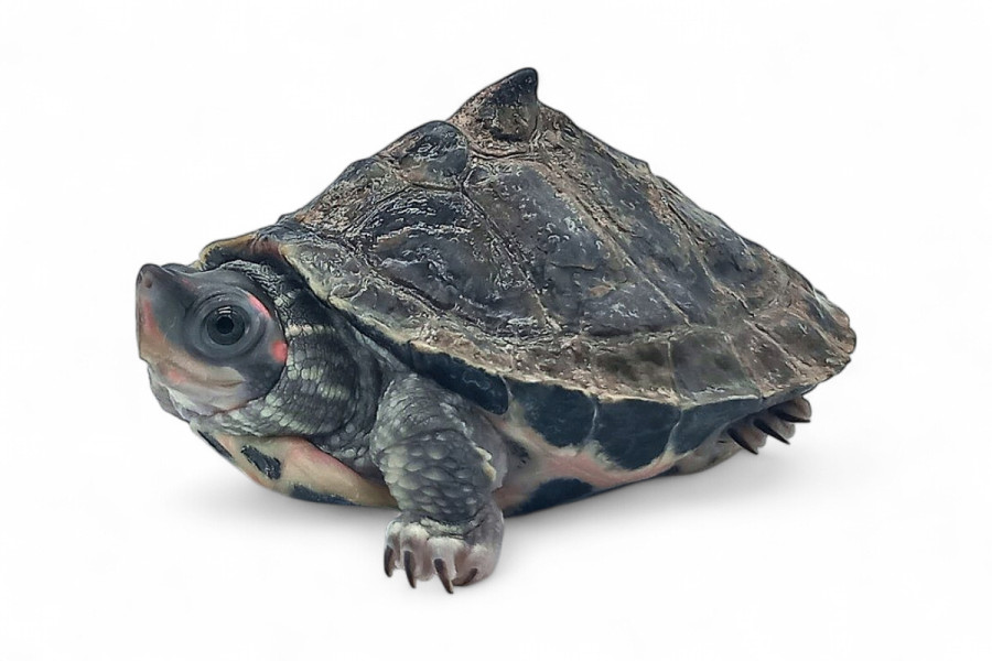 Pangshura tentoria circumdata