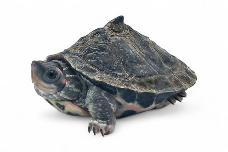 Pangshura tentoria circumdata