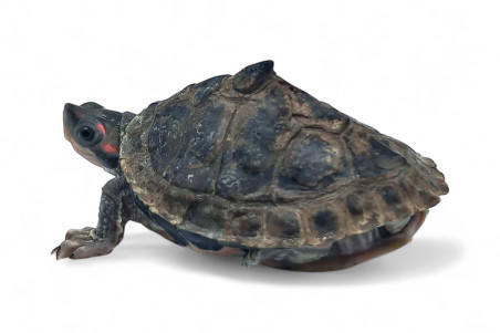 Pangshura tentoria circumdata